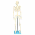  بازی آموزشی مولاژ اسکلت بدن انسان مدل Skeleton85