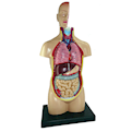  بازی آموزشی طرح مولاژ آناتومی بدن انسان مدل 4040
